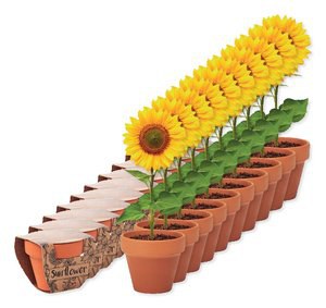 Pak van 100 GiftRetail MO6147 - SUNFLOWER Potje Zonnebloem