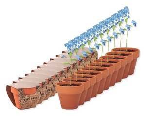 Pack de 10 GiftRetail MO6146 - FORGET ME NOT Pot graines de myosotis